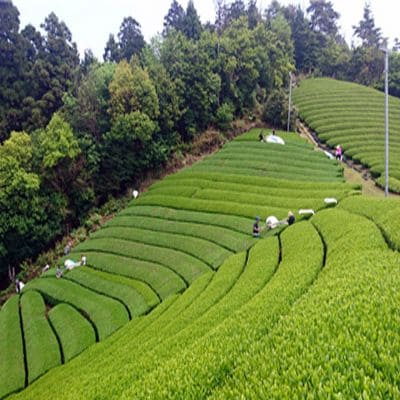 キービジュアル画像：茶源郷・和束の新風、有機・無農薬栽培茶への挑戦