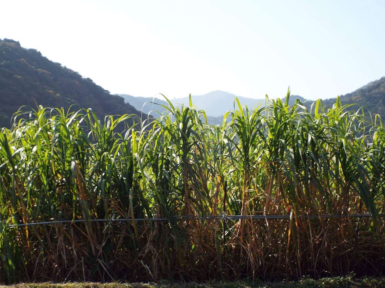 キービジュアル画像：讃岐の心と技が息づく 自然派サトウキビ糖