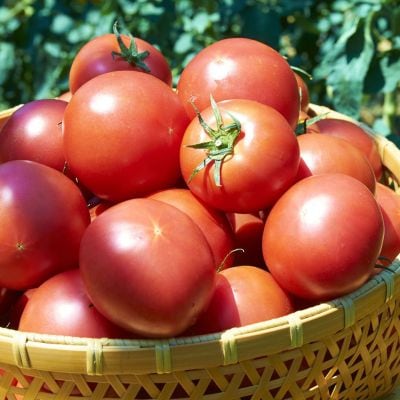 キービジュアル画像：トマト一筋３０年、汗をかきかき一途にトマトと向き合う