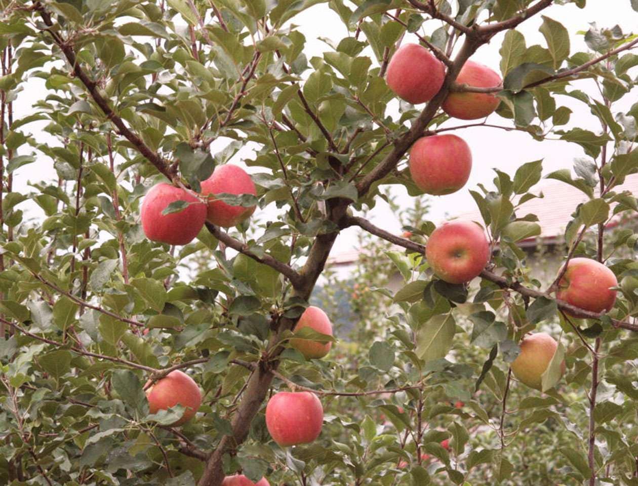 キービジュアル画像：山形県産　家庭用サンふじりんご・バラ詰め