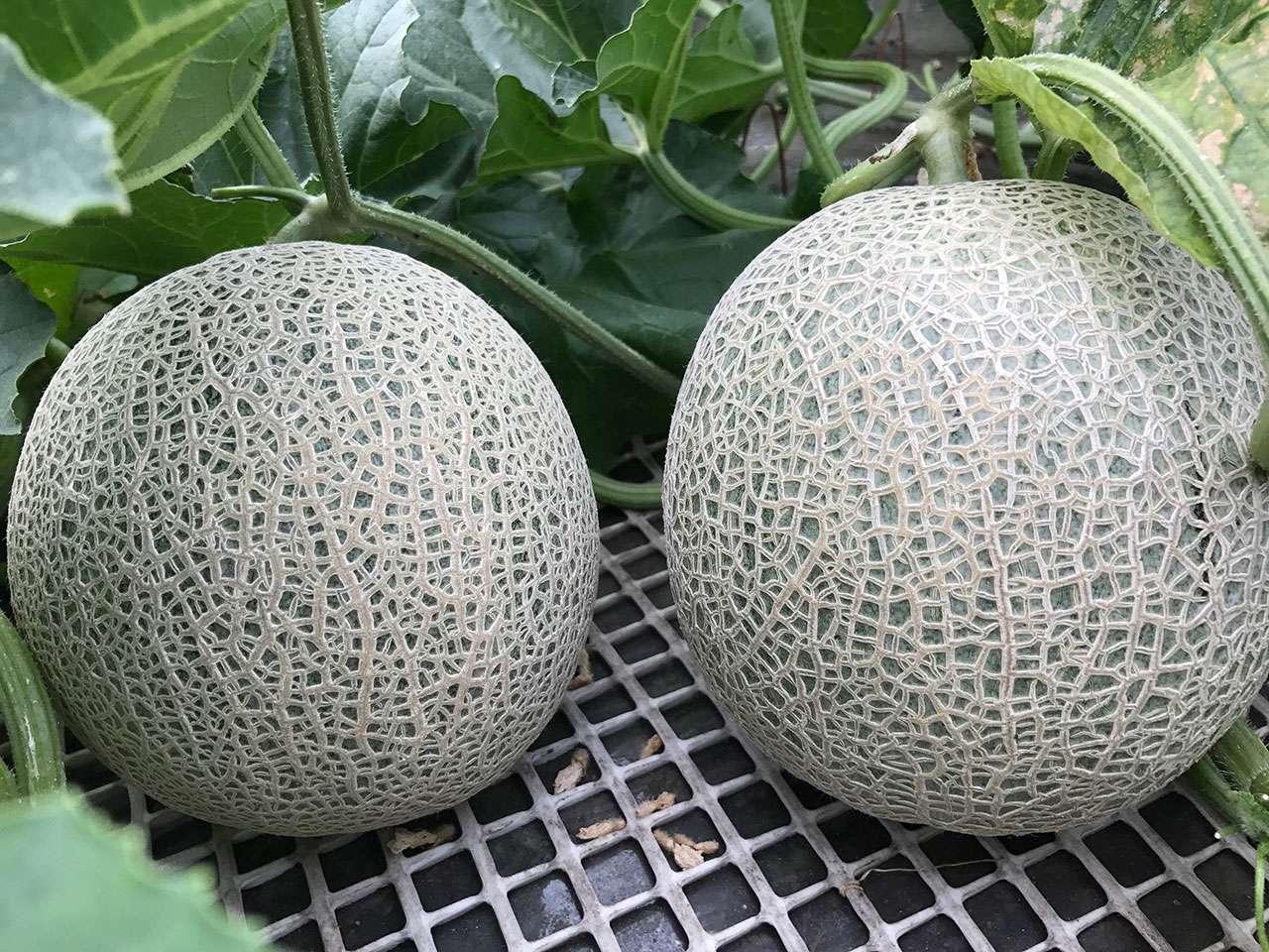 独自の栽培方法で鍛えて育てた北海道の特別栽培赤肉メロン 無印良品