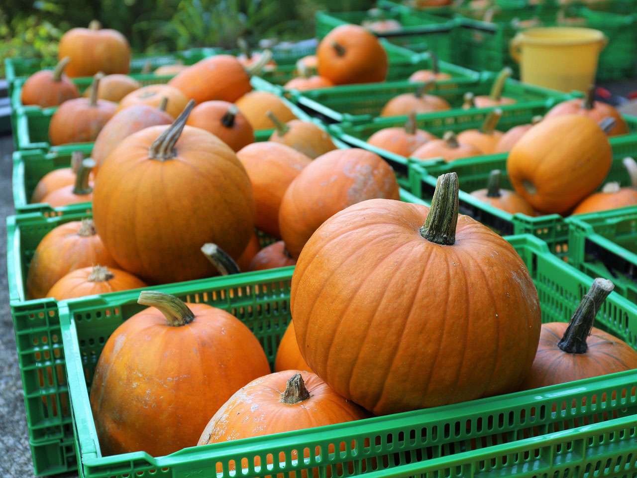 知られざるカボチャの産地の新名産 ハロウィンかぼちゃ 無印良品