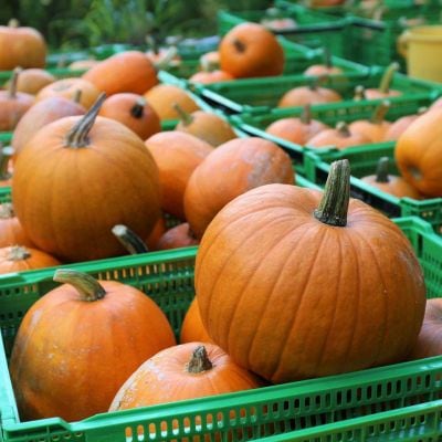 キービジュアル画像：知られざるカボチャの産地の新名産「ハロウィンかぼちゃ」