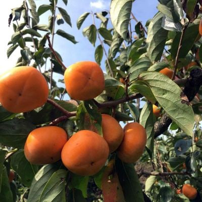 キービジュアル画像：紀州かつらぎ町・新岡農園のおいしい果物たち