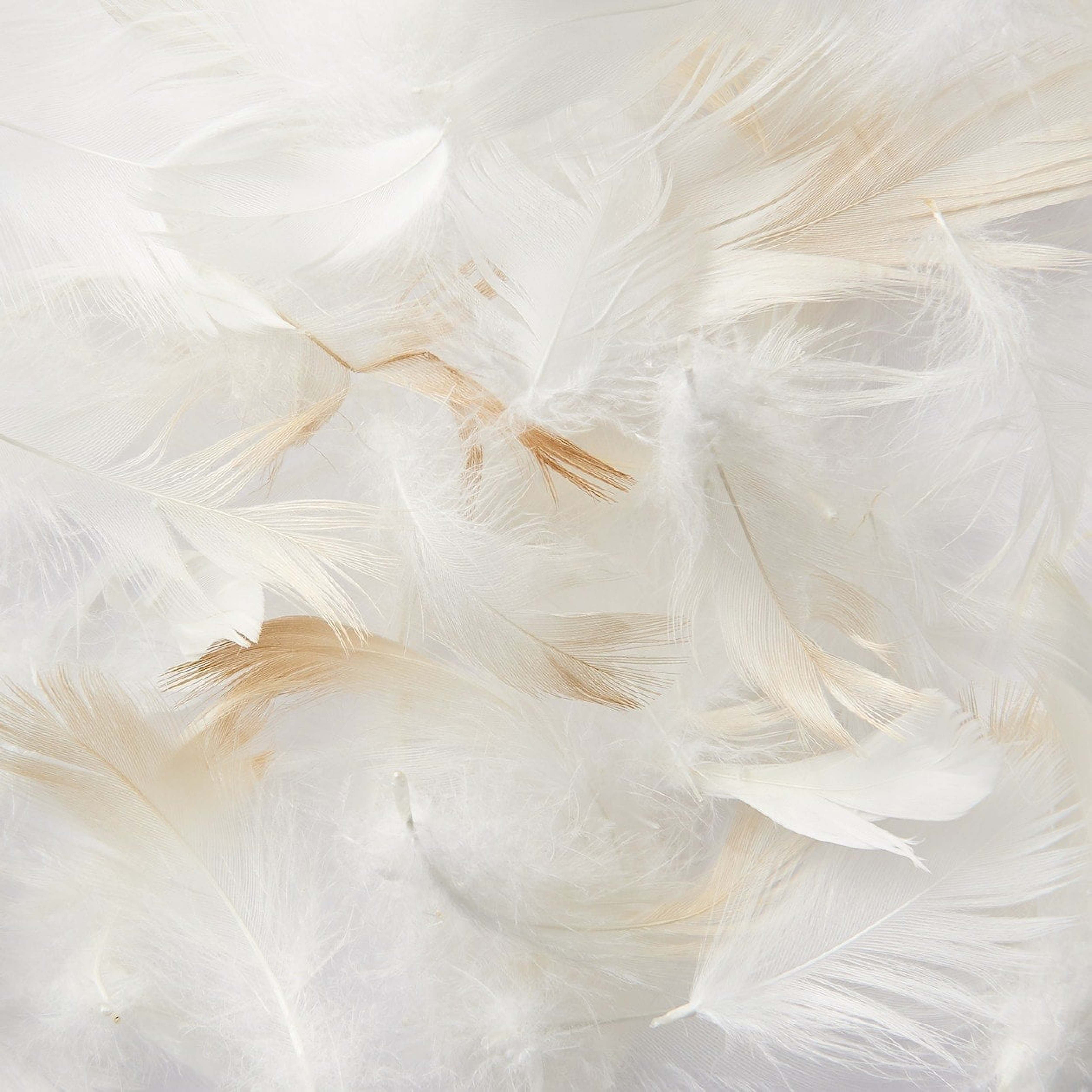 feather cushion_01