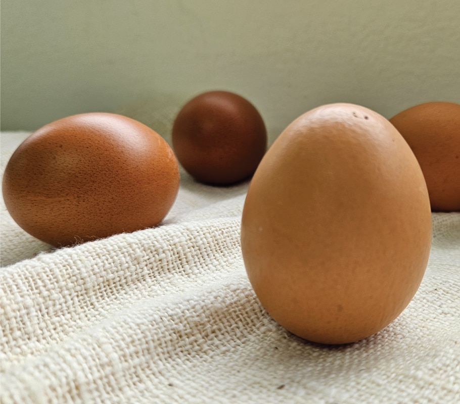 eggs