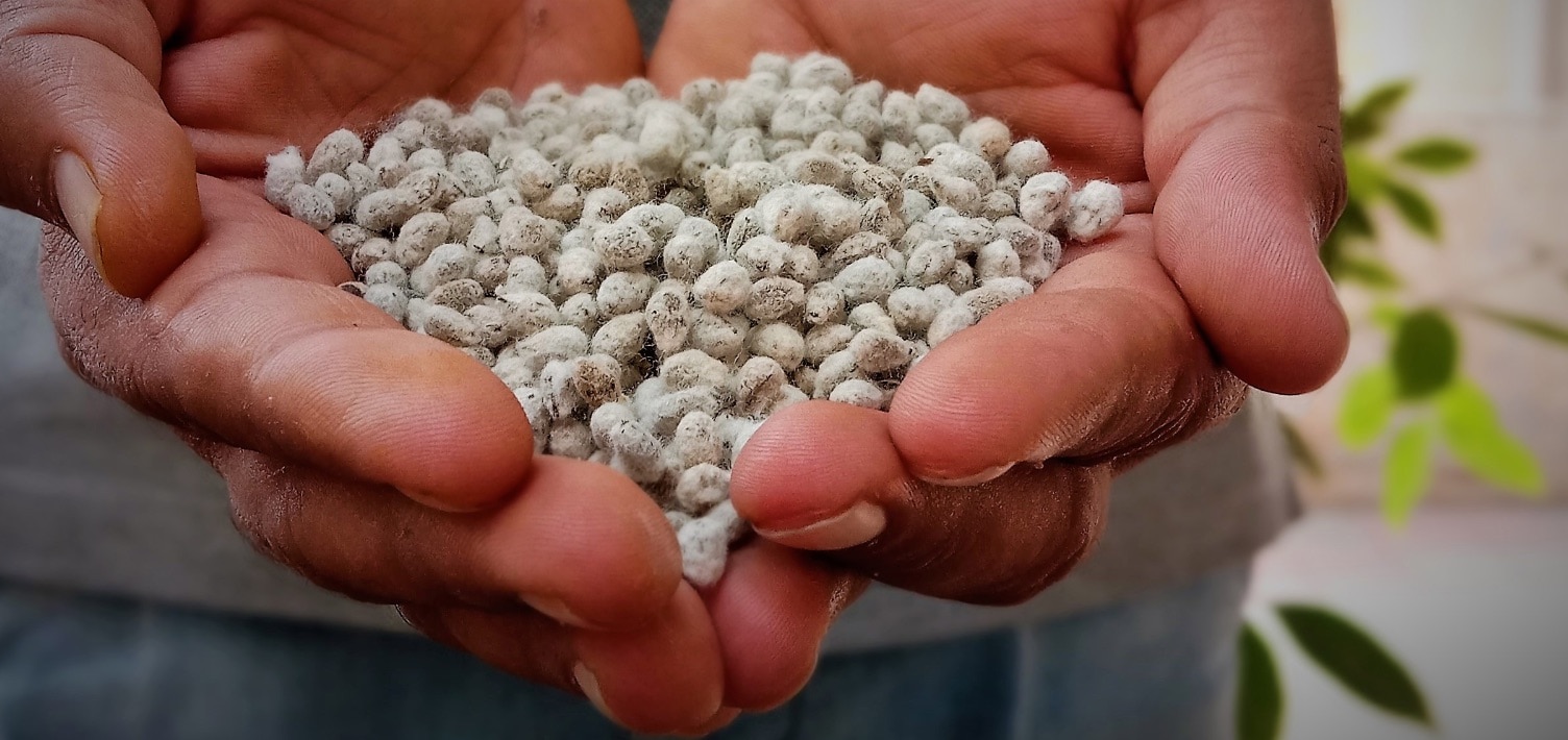 Growing Cotton, Cotton Farming