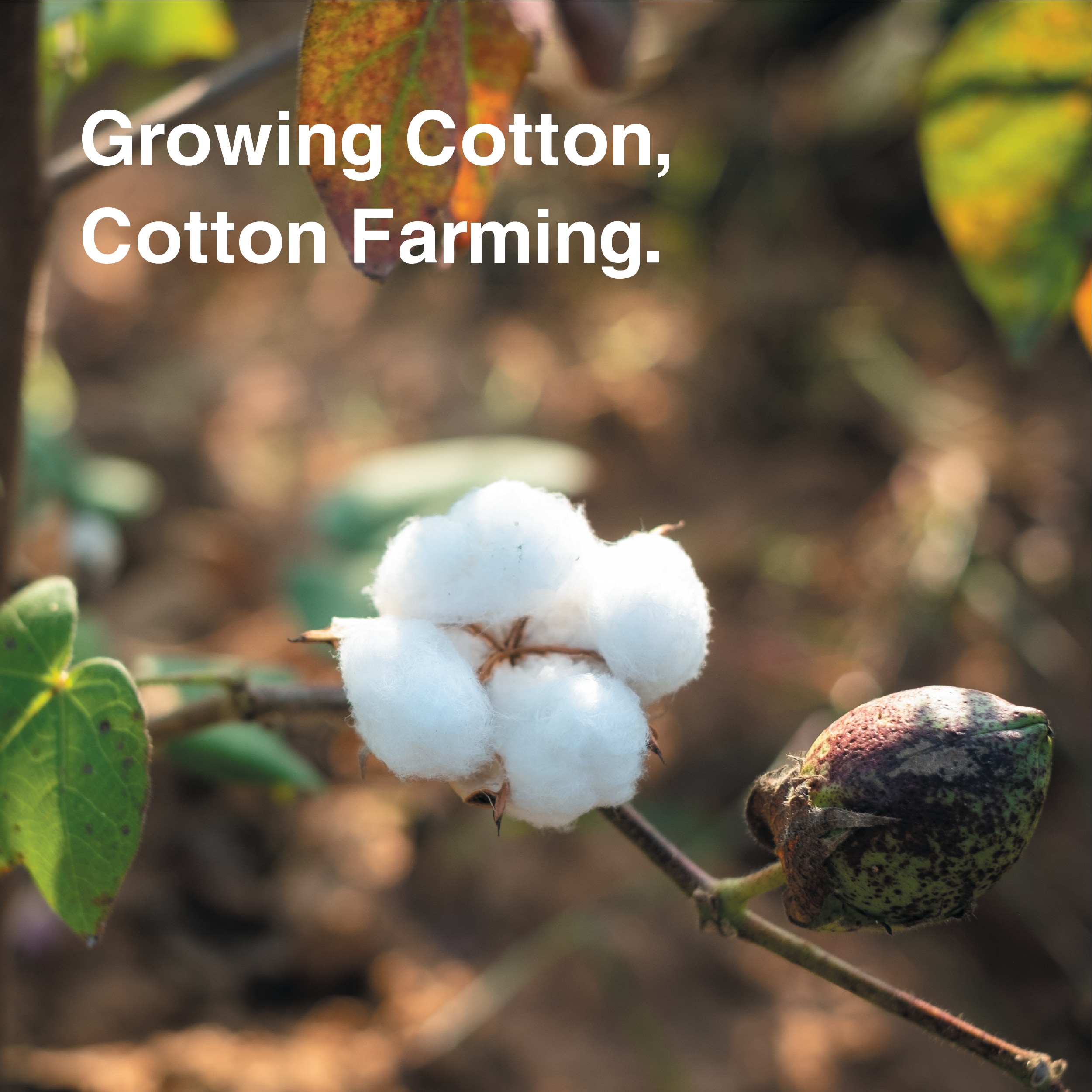 Growing Cotton, Cotton Farming