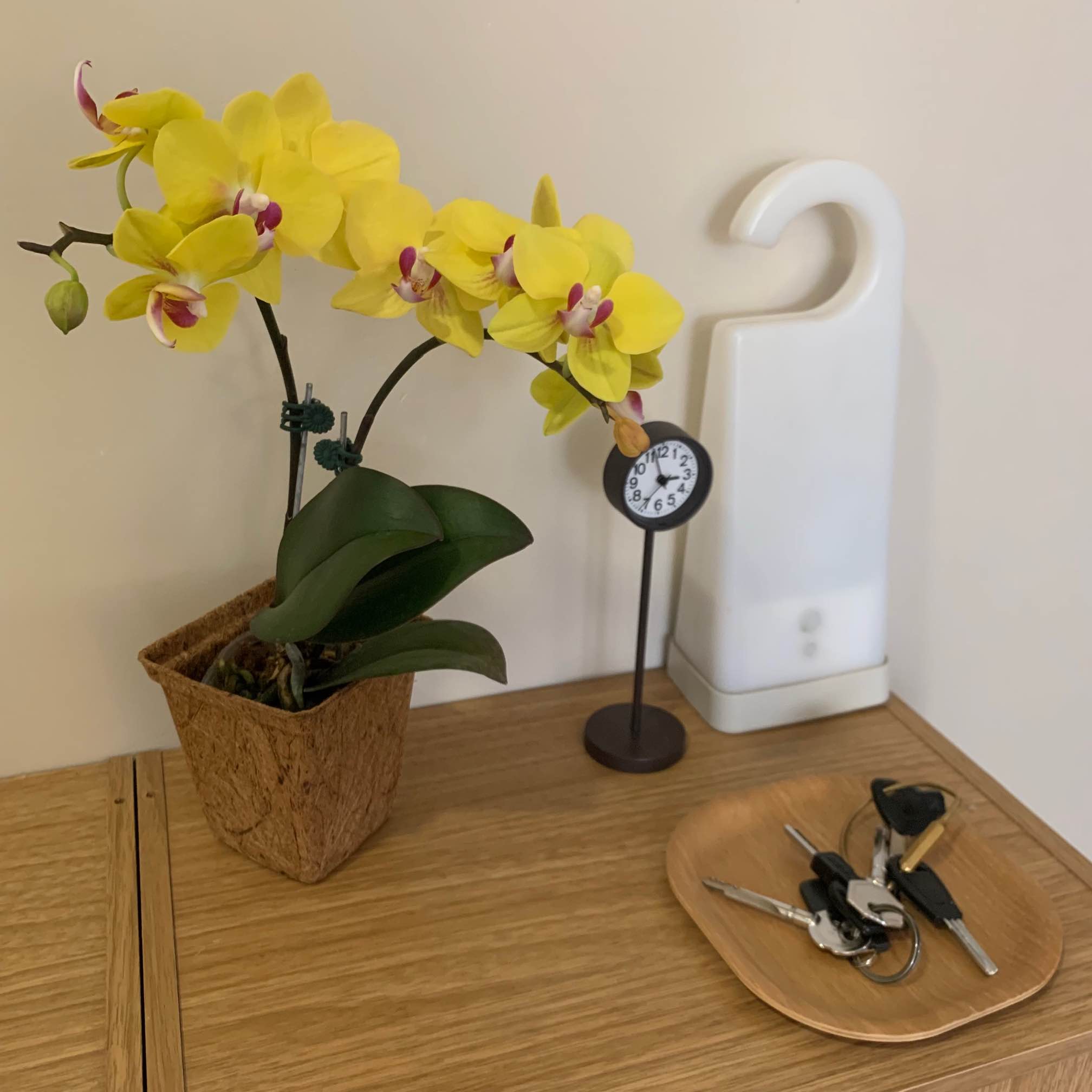 南紡門市 蝴蝶蘭 無印良品