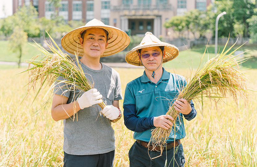 嘉義大學合作推廣節水稻米新品種