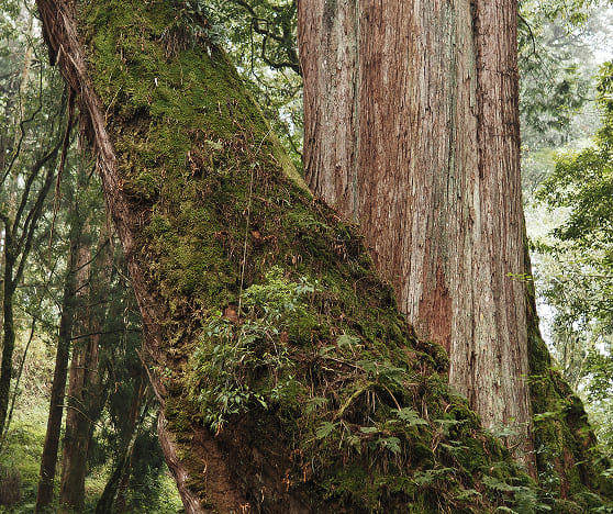 紅檜 Taiwan Red Cypress
