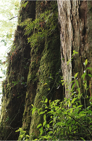 紅檜 Taiwan Red Cypress