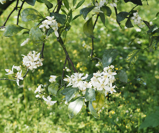 柳丁花 Liu-Cheng Flower