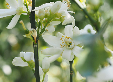 柳丁花 Liu-Cheng Flower