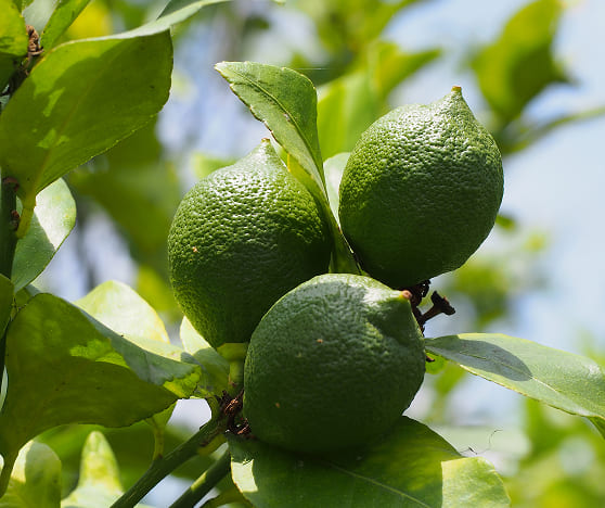 檸檬葉 Lemon Leaf