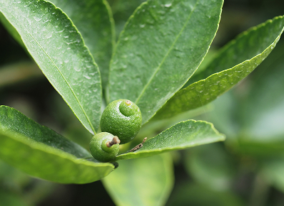 檸檬葉 Lemon Leaf