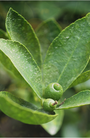 台灣精油 檸檬葉 Lemon Leaf