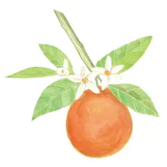 シトラス