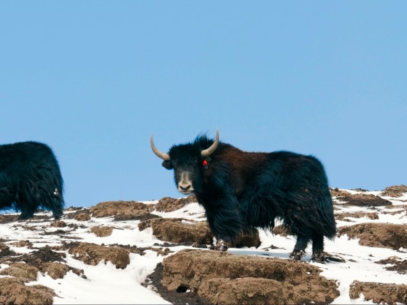 muji_yak (6 - 6)