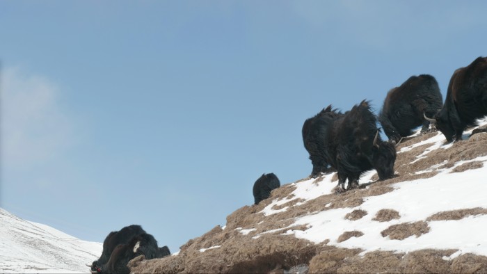 muji_yak (7 - 17)