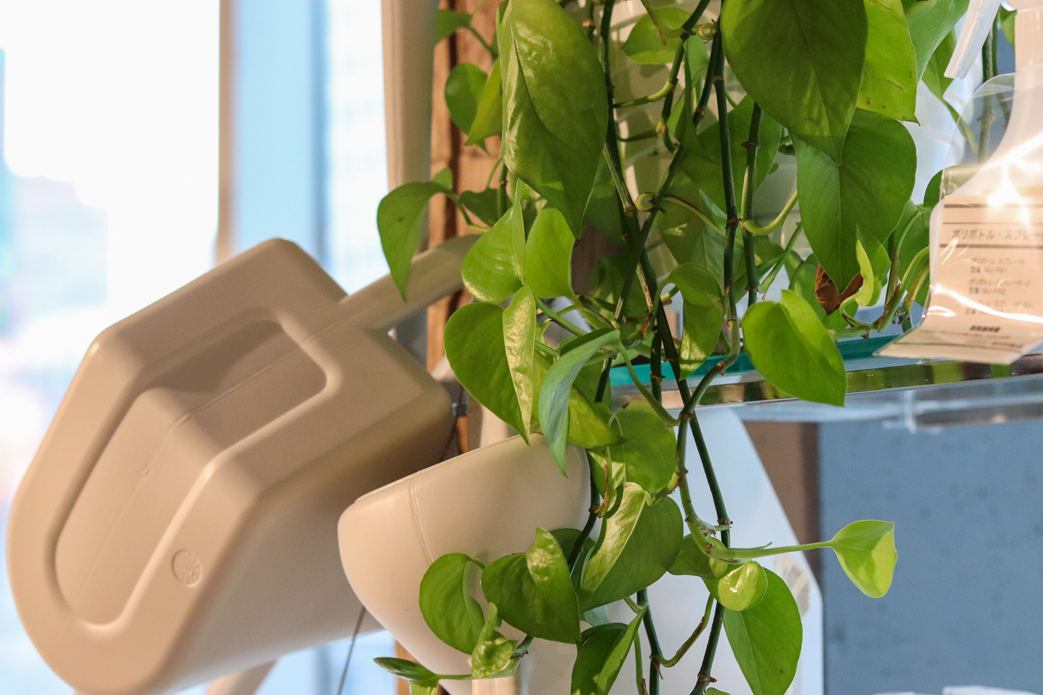 houseplants