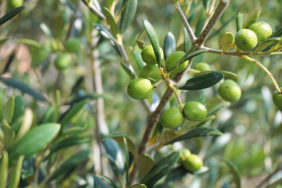 olives-olive-tree-olive-branch-tree