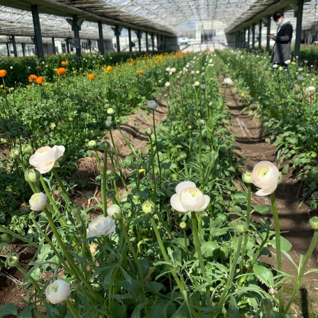flower 1 (3)
