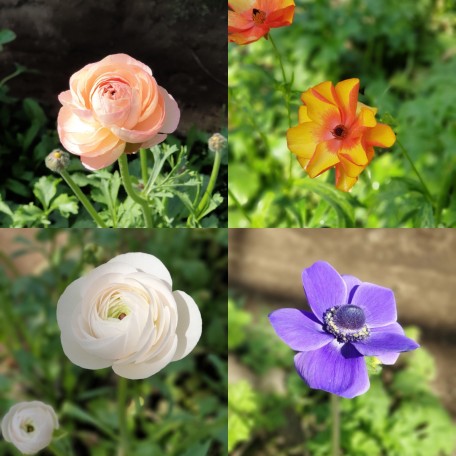 flower 1 (4)