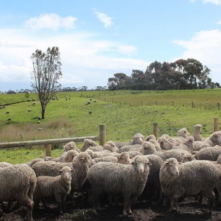 MERINO WOOL (1)
