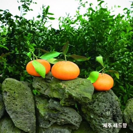 JEJU (4)