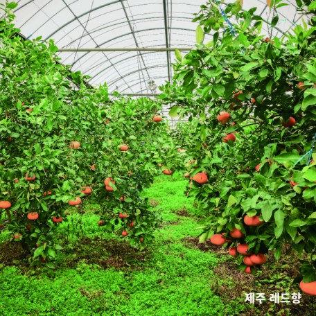 JEJU (5)