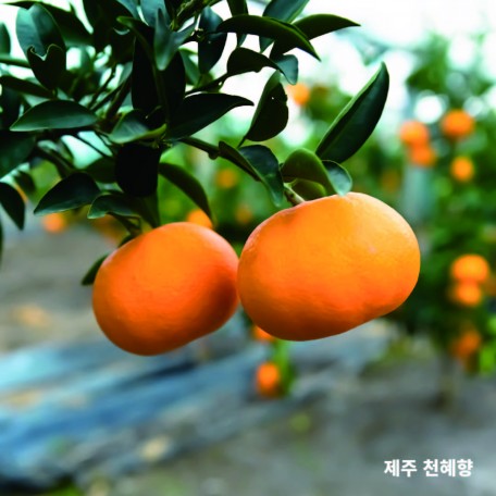 JEJU (7)