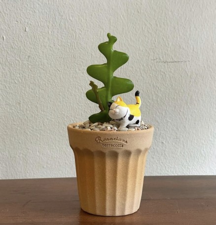 4 식물씨